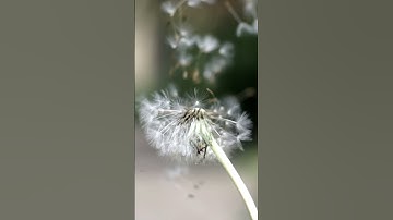 Wind VS Dandelion ￼#dandelions  #sma  #slowmotion