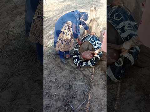 تحاول فتاتان اصطياد الماتكا في أرجل الجمل