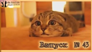 ЛУЧШИЕ ПРИКОЛЫ 2016 СЕНТЯБРЬ Самые смешные приколы за Сентябрь 2016 Выпуск 43 ЛУЧШИЕ ПРИКОЛЫ 2016 СЕНТЯБРЬ Самые смешные приколы за Сентябрь 2016 Выпуск 43