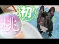 初めてのモモにうっとり…食べ終わっても「まだあるんでしょ？」