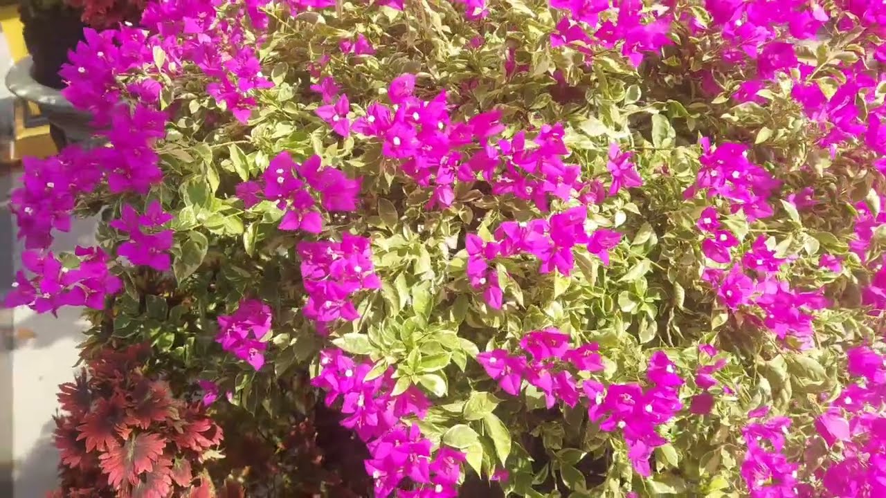 THƯ GIÃN MỘT GÓC QUÊ HƯƠNG. 