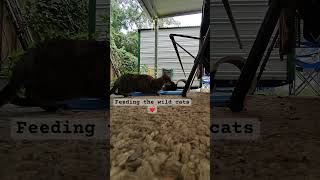 Feeding the outdoors wolves:rainy morning feeding addition #cats #catvideos #feeding #outdoorcats