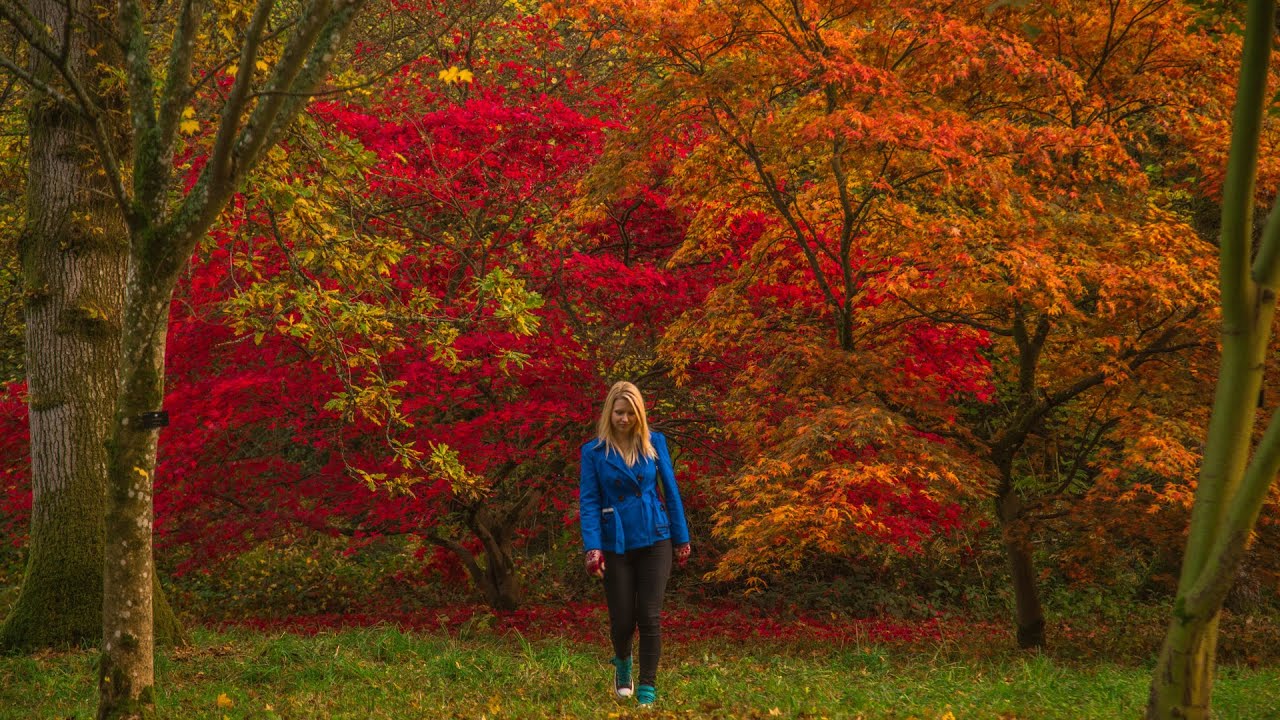 AUTUMN COLOURS PHOTOGRAPHY | Westonbirt Arboretum (387) - YouTube