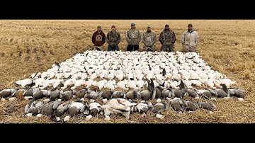 Download Goose White Mp3 Free And Mp4