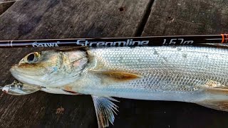 Joran Ultralight RINGAN, MURAH | STREAMLINE | Unboxing, Fishing, Cooking