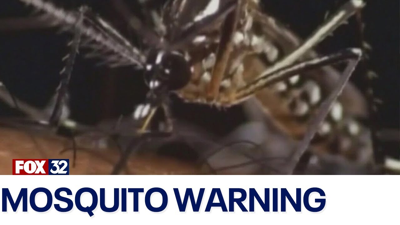 Mosquito season could pose serious health concerns - YouTube