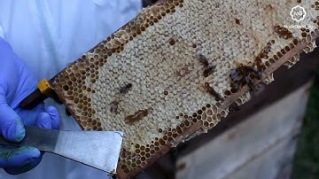 Beekeeping - Honey Extraction