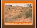 شيلة يا وجودي كلمات ضيدان بن قضعان أداء ساير الرياحي 