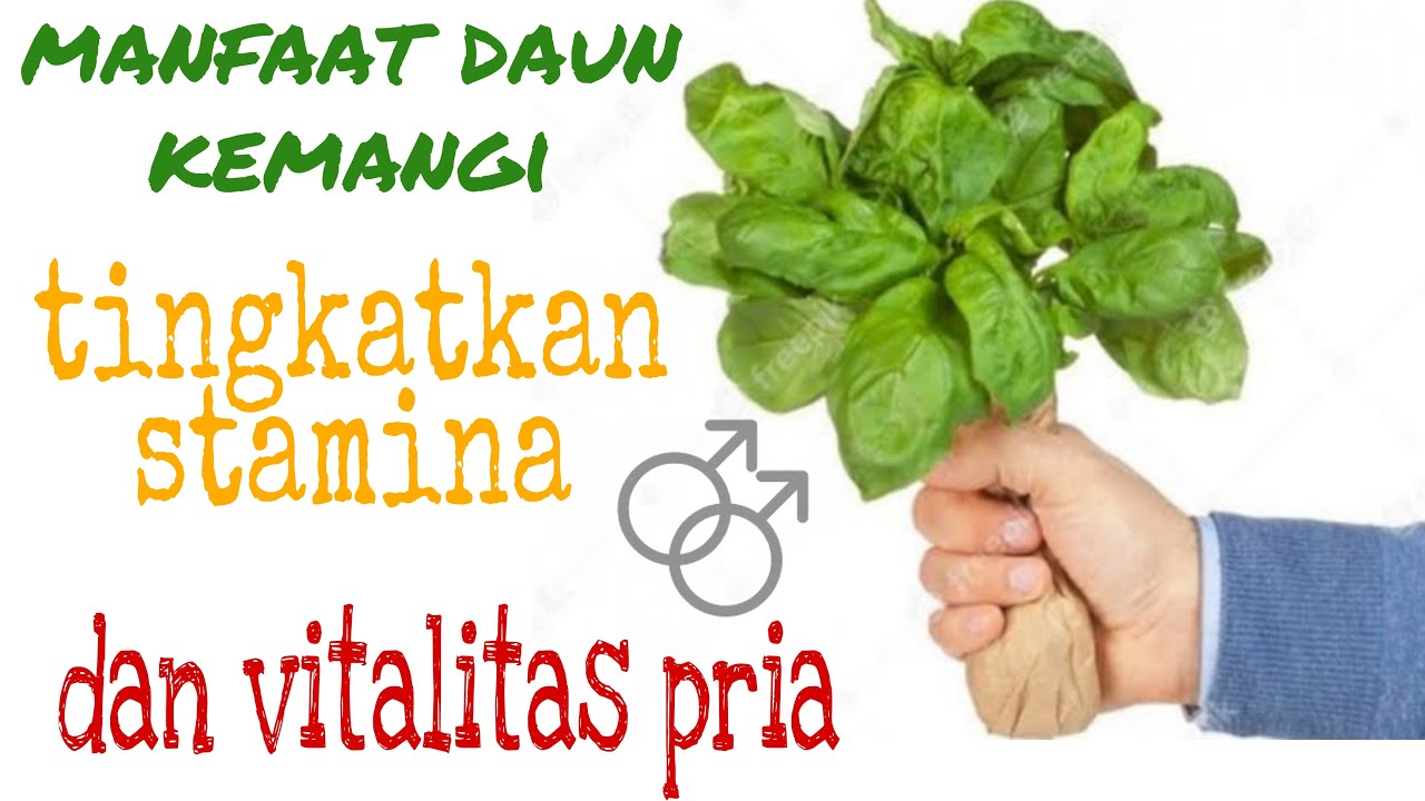 MANFAAT DAUN KEMANGI UNTUK KESEHATAN|TINGKATKAN VITALITAS PRIA 