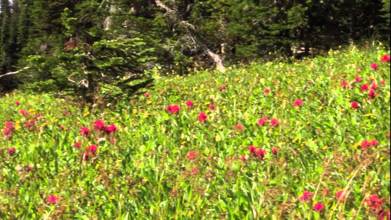Glacier National Park   Full HD 1080p