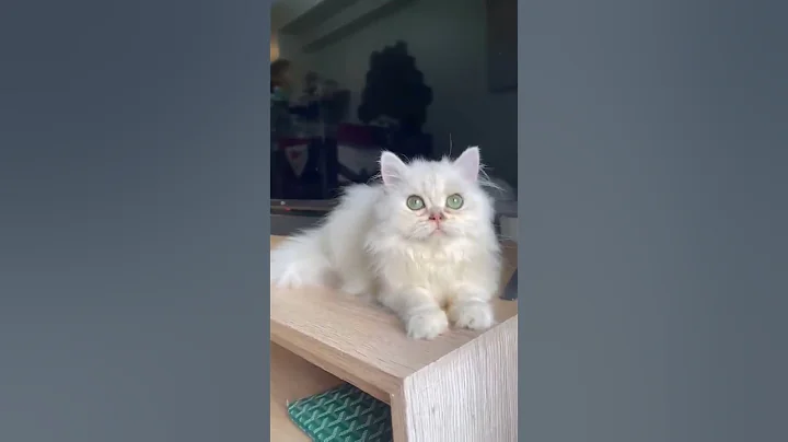 Video 6991741: animals cutest cats compilation, cutest cats compilation funny, cats compilation funny adorable, compilation happy cat, cutest white cat, funny cat explore, cats animal funny love