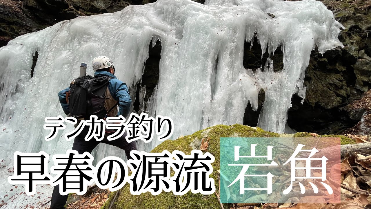 早春の源流岩魚　【テンカラ釣り】