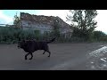 внезапное нападение собаки на человека dog attack on human