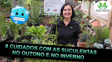 Como cuidar das suculentas no outono?