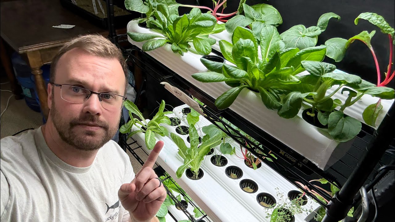 Я провел тестирование жидких и гранулированных питательных веществ одинаковой концентрации — вот ...