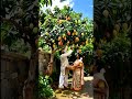 Husband And Wife Pluck Fruit #shorts #viral #motivation #trending #love