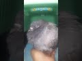 ⚜ H Â Ş Î M ⚜  #pigeon #taube #güvercin  #weak  #hungry  #thirsty  #sos  #rescue  #help  #pigeonlove