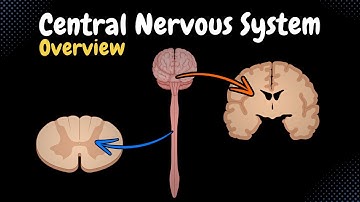 Overview of the CNS (Pars, Neurons, Neuroglia, White & Grey Matter, Development) - Anatomy