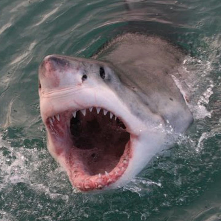 Top 3 Most Dangerous Animals In The World YouTube top-3-most-dangerous-animals-in-the-world-youtube