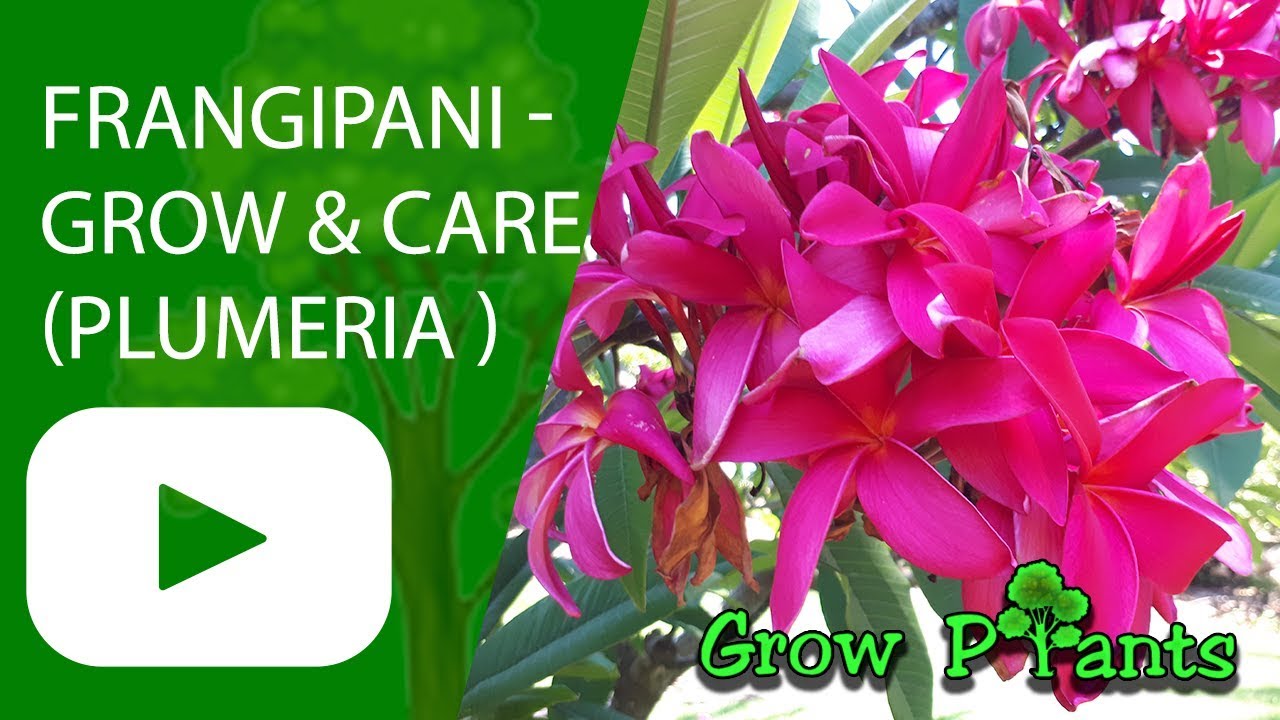 Frangipani - grow and care (Plumeria ) 