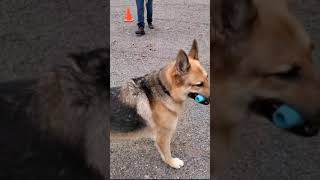 akc fetch practice