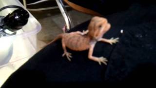 MEAN but yet hungry bearded dragon! Red hypo translucent leatherback