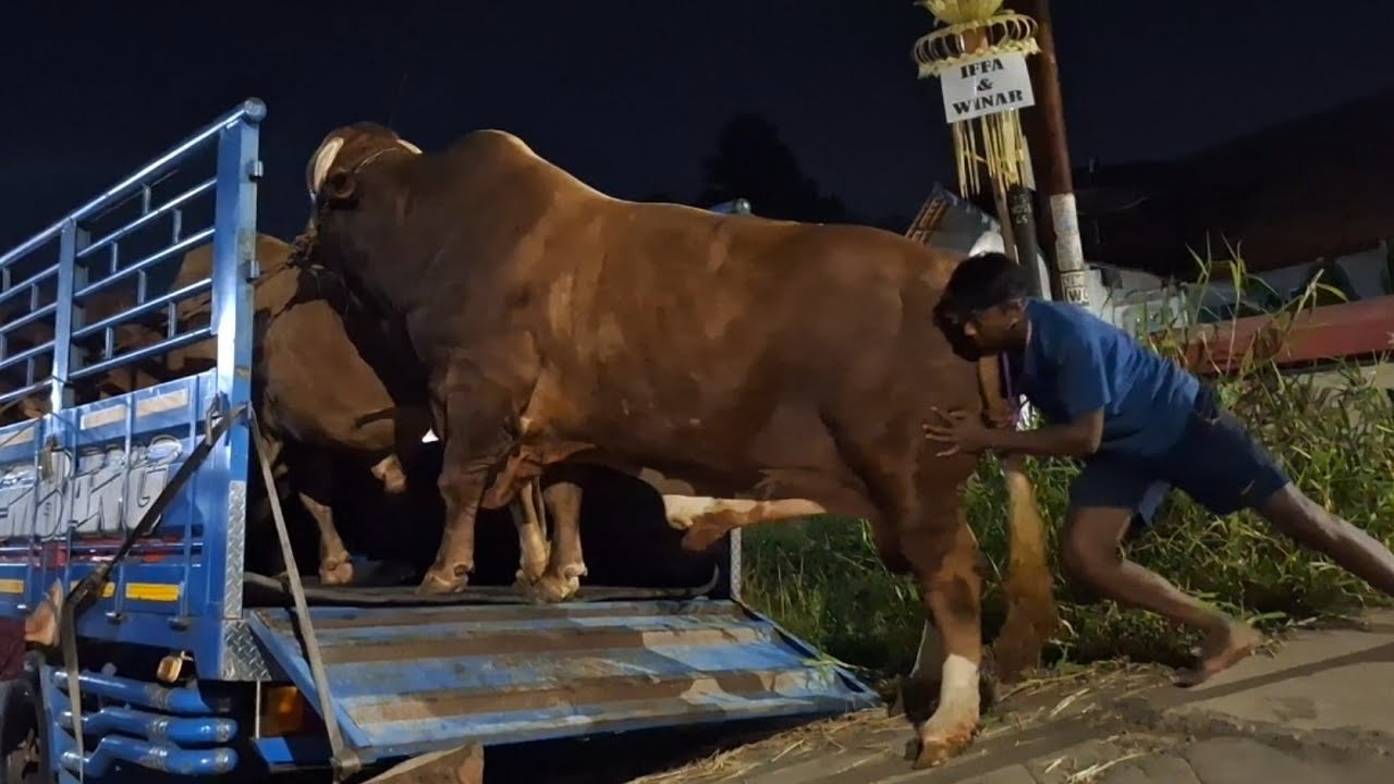 MALAM MENCEKAM 4 SAPI MONSTER MENUJU KANDANG SUMBER TERNAK NAIK TRUK OLENG‼️