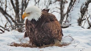 Decorah North Nest | Female in nest ~ 02-18-2018