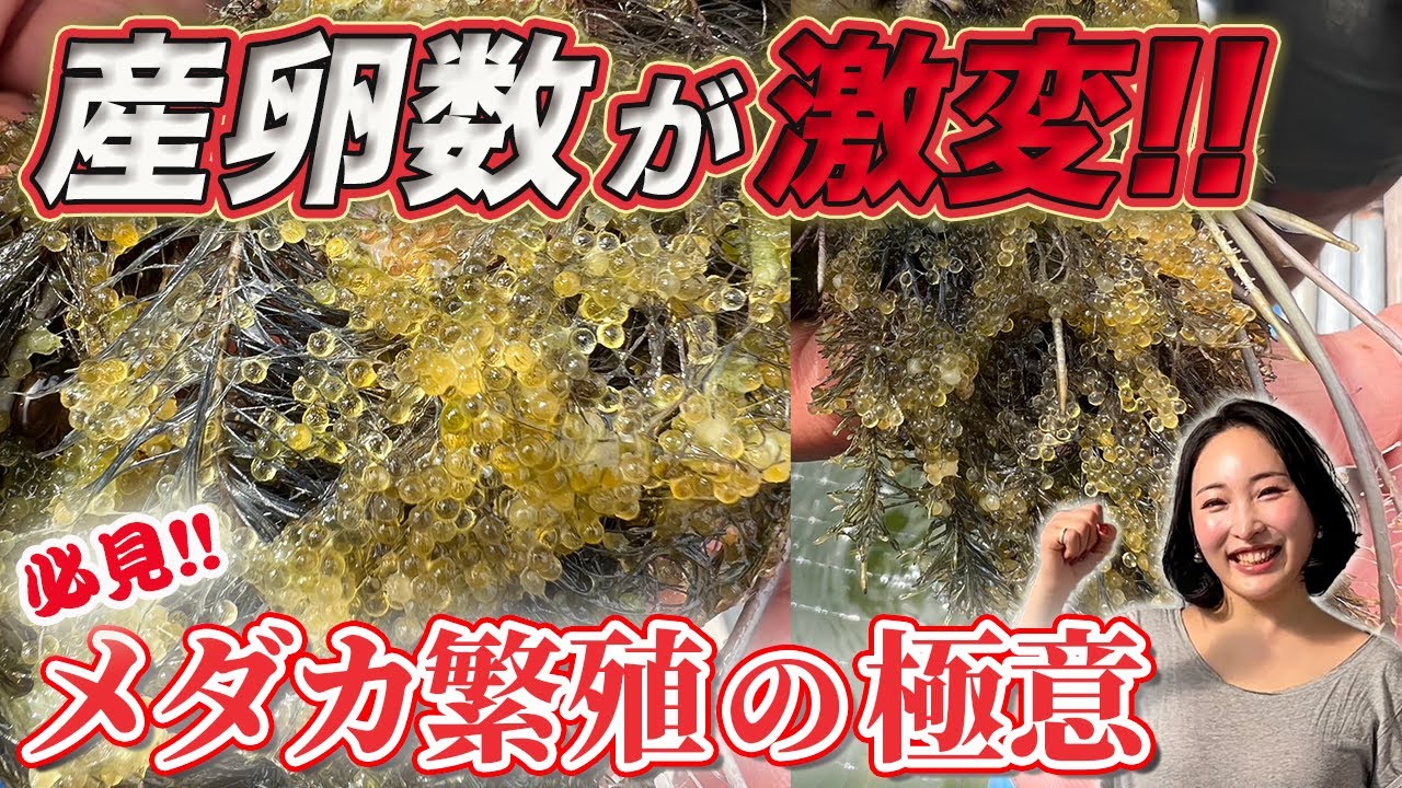 【超初心者でも失敗しない】#2 メダカの繁殖で大切なこと!!サニーちゃん繁殖マスター編!!