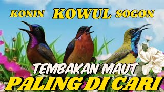 MASTERAN SOGOK ONTONG VS KOLIBRI NINJA VS KOLIBRI WULUNG FULL TEMBAKAN || SOGON KONIN KOWUL GACOR