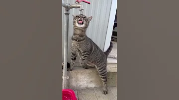 القطة تشرب الماء Cat النظافه Kitten المراه Cute الوكره البيتا Funny الظروف Cutecat 