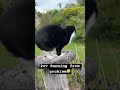 Share and subscribe #cat #catsfood #funny #ihavethisthingwithplants #cute #dothingsyoudontwanttodo