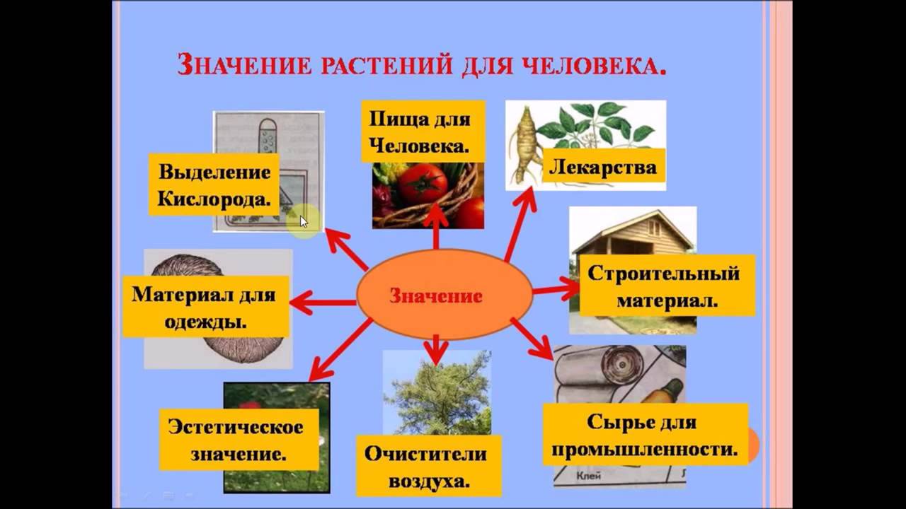 Какие значение имеют зеленые растения