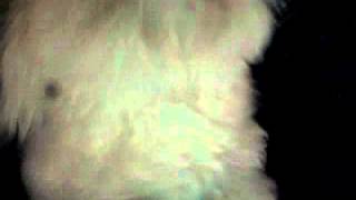 Capture 20120308