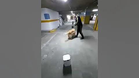 Búsqueda en explosivos 🐕
