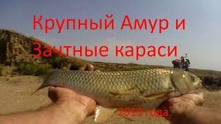 Рыбалка на Водохранилище крупный амур и зачетные караси осень 2019 г Fishing large carp and carp