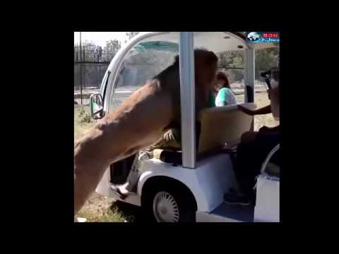 León amistoso se sube al carro de turistas en un parque en Crimea