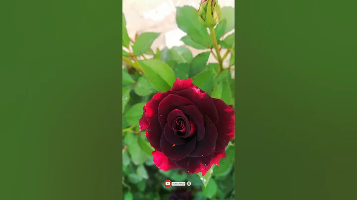 Black Baccara Rose ♥️♥️ #shorts #youtubeshorts - DayDayNews
