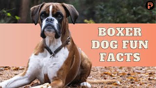 10 Incredible Boxer Dog Facts