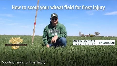 How to Assess Wheat Fields for Frost Injury