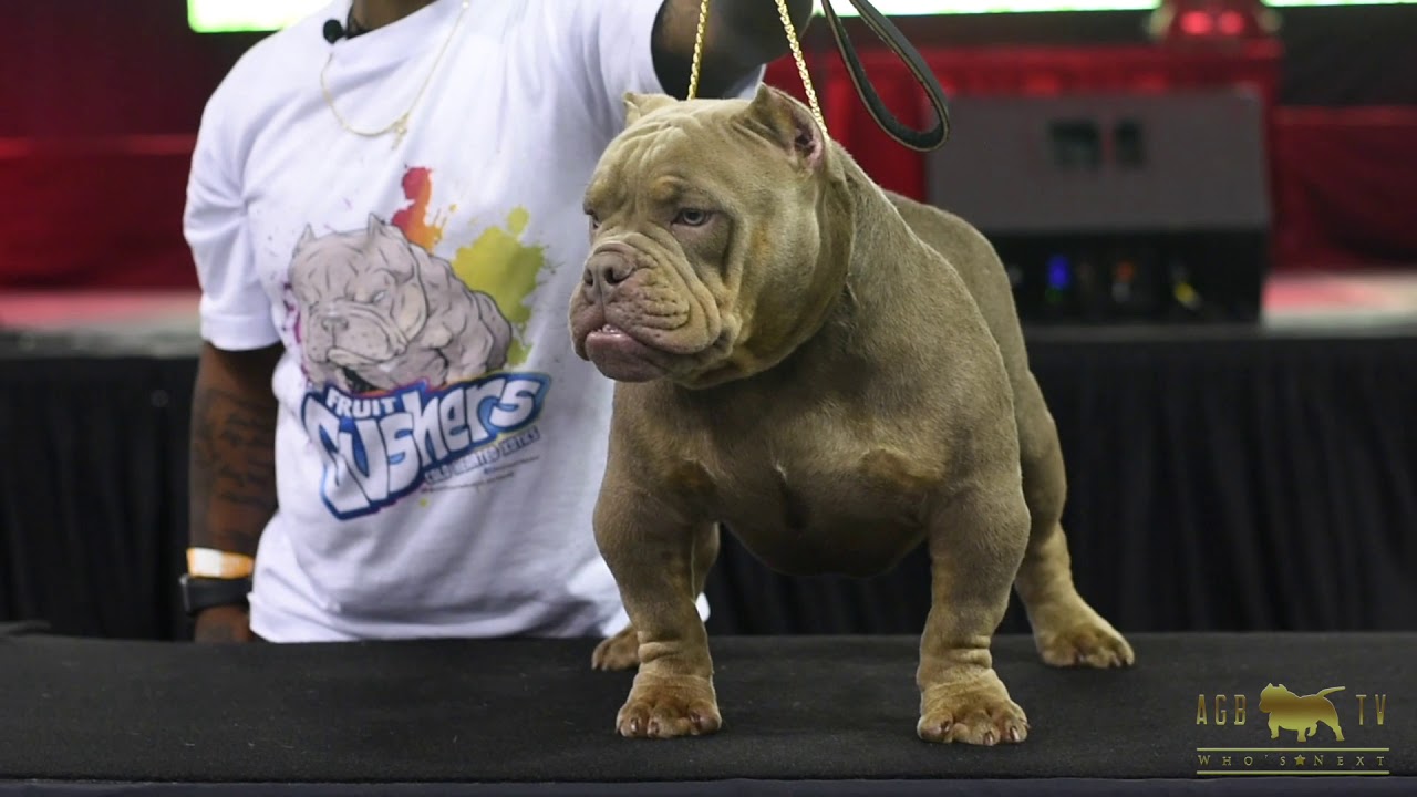 AGBtv: Cold Hearted Xotics - Fruit Gusher