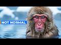 This Monkey Lives in Snow and Bathes Like Humans | 5 Facts About Snow Monkeys | Japanese Macaques