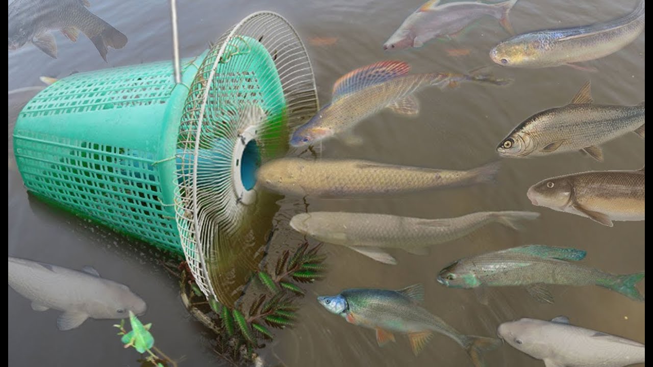 Build Easy Fish Trap Using Plastic Basket 