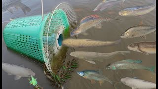 Build Easy Fish Trap Using Plastic Basket
