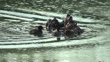Floating nest of Little Grebe