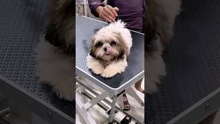 Mera Sukun Gya 😭 #minivlog #shorts #shihtzu #dog
