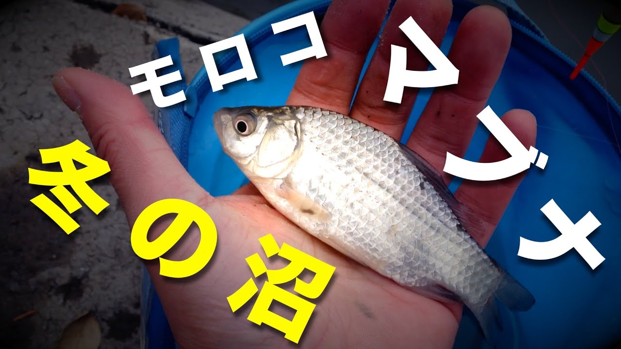 冬の伊佐沼で小物釣り マブナ モロコ Youtube 冬の伊佐沼で小物釣り マブナ モロコ Youtube