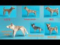 Origami dogs from a wolf base