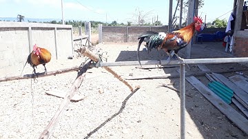 ไก่ป่าผสมไกต่อ,qaib dib txuam qaib qus_โทร:02052153089