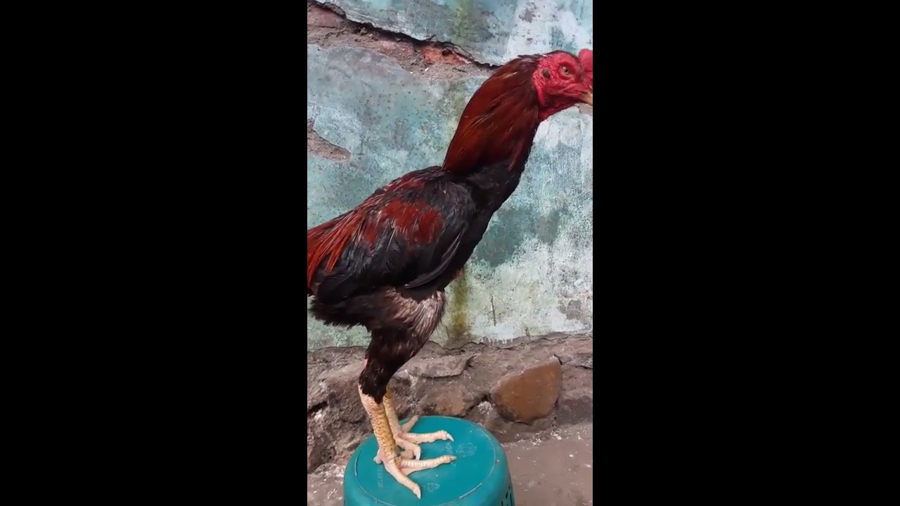 Ayam bangkok rawatan 